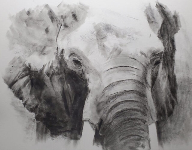 Silent Majesty Drawing of an elephants head