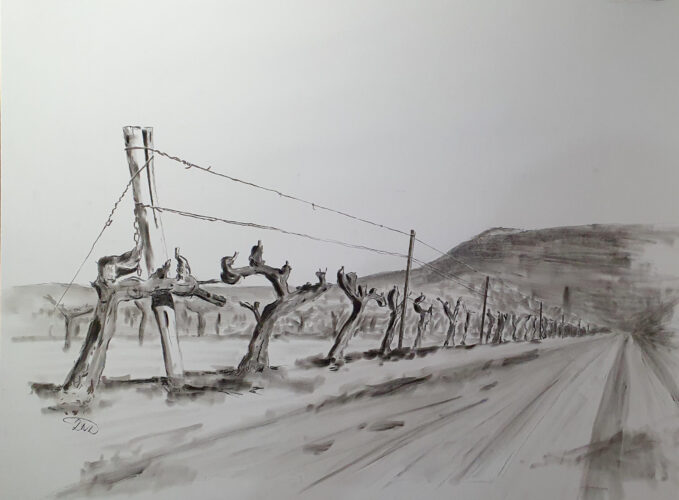 Winter Vines - Robinsons Vineyard