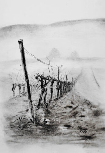 Misty Vineyard in Magrie